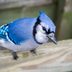 A Blue Jay Feather Isn't Really Blue — Here's Why