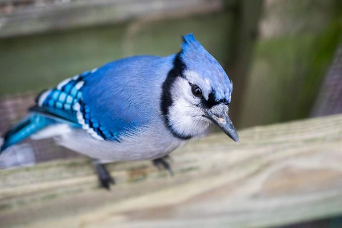 A Blue Jay Feather Isn’t Really Blue — Here’s Why