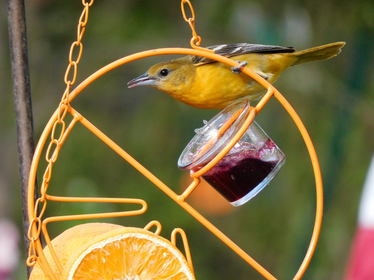 how to keep birds away fruit trees