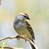 The Most Common Birds Found in North America