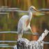 How to Identify a Western Cattle Egret
