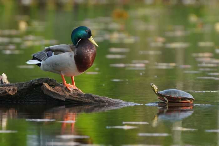 funny duck pictures