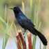 Bullies or Beauties? All About Grackle Birds