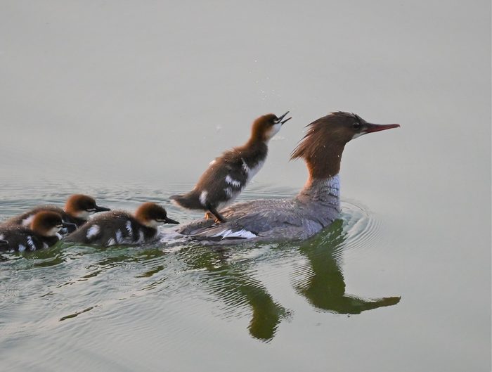 Common Merganser Family In Henderson Lake, Lethbridge, Alberta, Canada.