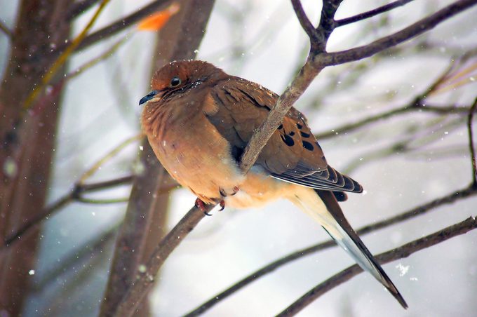 Mourning Dove (zenaida Macroura) Amid Snowstorml