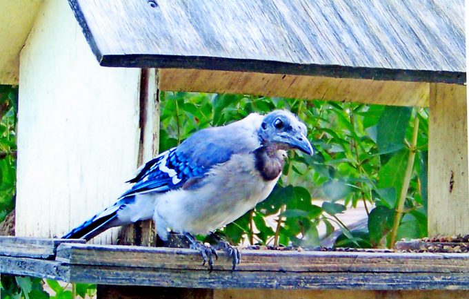 bald blue jay bird