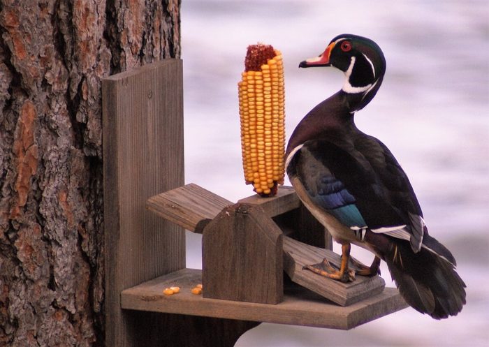 funny duck photos