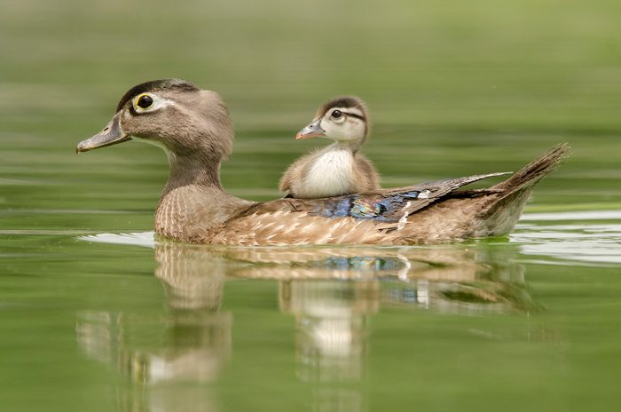 Mother And Baby Wood Duck