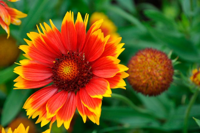 Beautiful Gaillardia Grandiflora In Red And Yellow