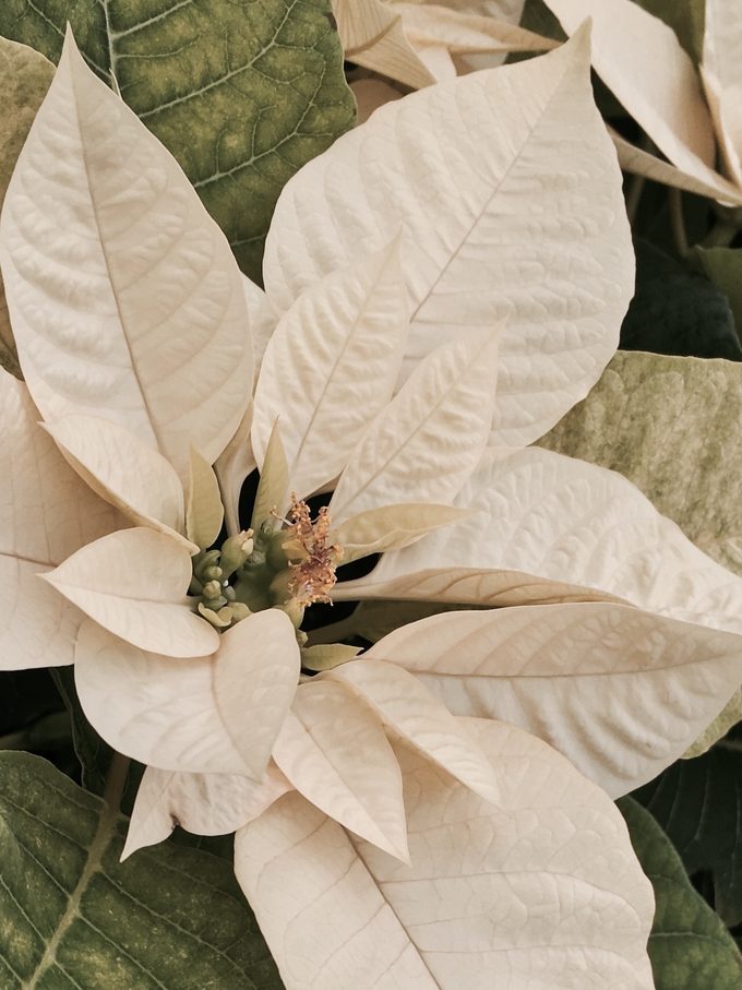 Poinsettas Are So Much Fun To Have Around Our Home During The Holidays.