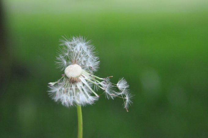 12 Tips to Keep Weeds out of the Garden
