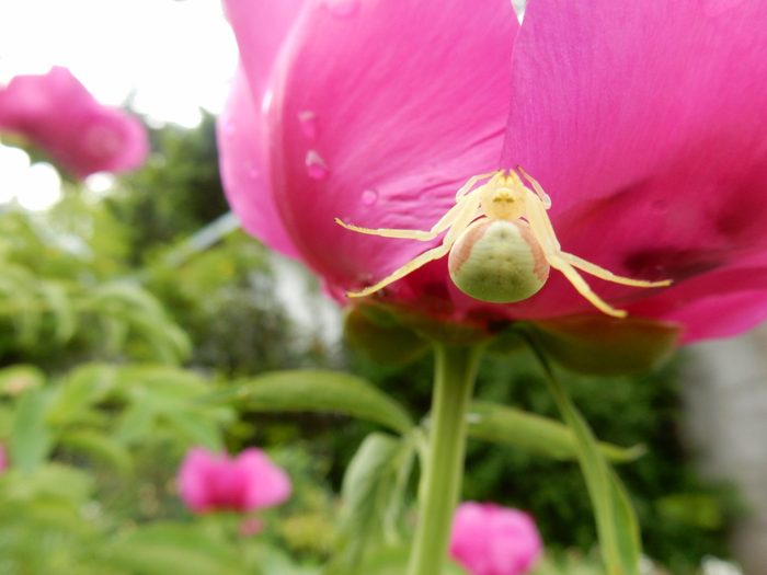 pictures of spiders