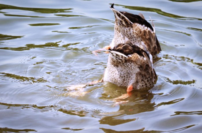 I Love These Two Little Ducks Trying To Hide From The Camera