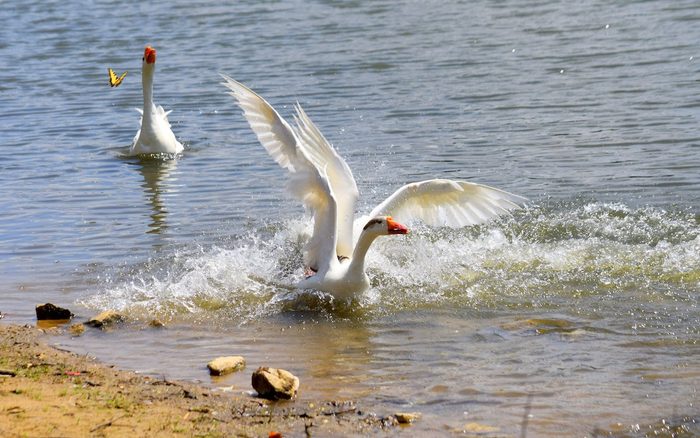 funny duck pictures