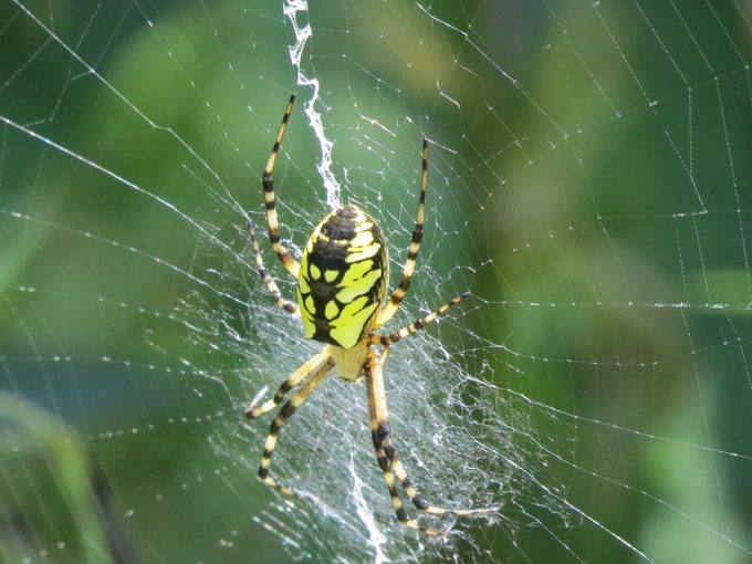 pictures of spiders