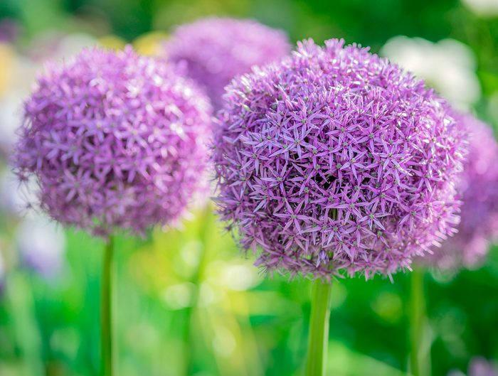 Purple Giant Garlic Flowers Close Up Allium Giganteum 'gladiator', hardy perennials