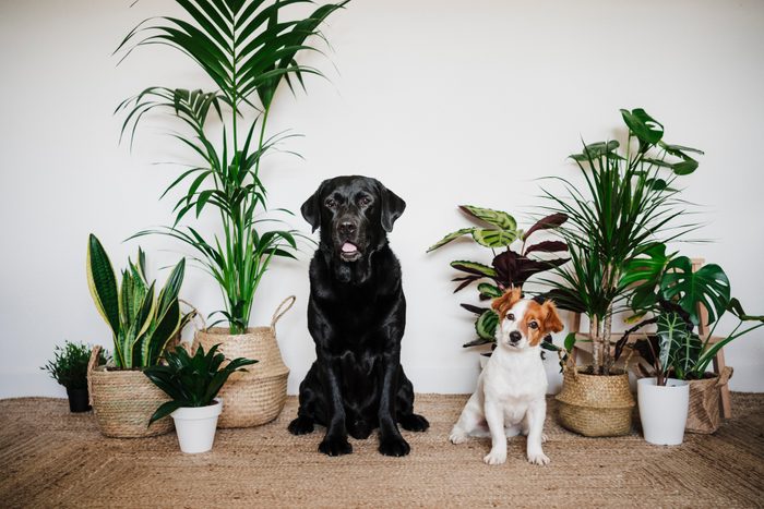 Off Limits! 11 Plants That Are Toxic to Dogs