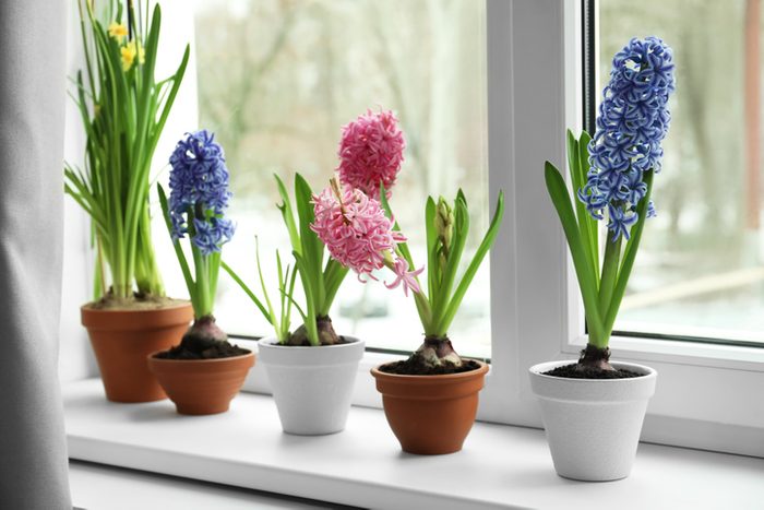 Beautiful flowers in pots on window sill indoors