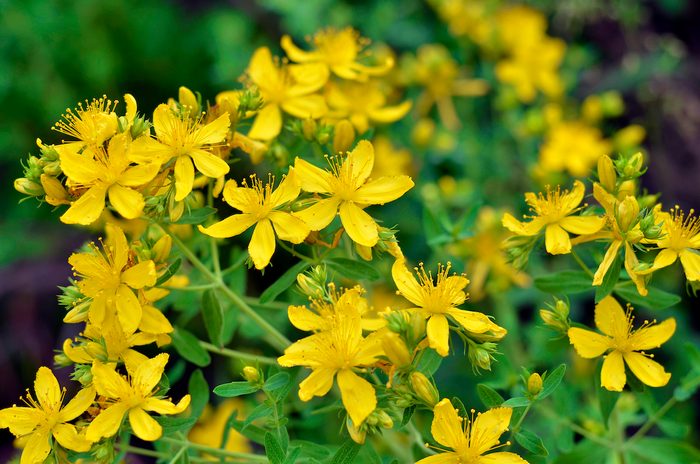 Flowering Hypericum Perforatum Or St John's Wort Plant Used In Folk Medicine, hardy perennials