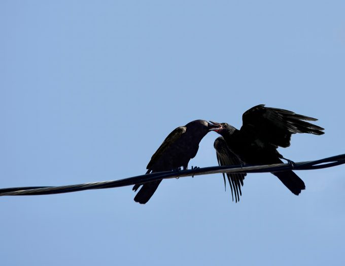 Crow Feeding Crow