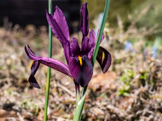 Close-up shot of the cultivar of the netted iris or golden netted iris (Iris reticulata) 'George' with deep violet-purple petals with an orange blaze on the falls flowering in spring