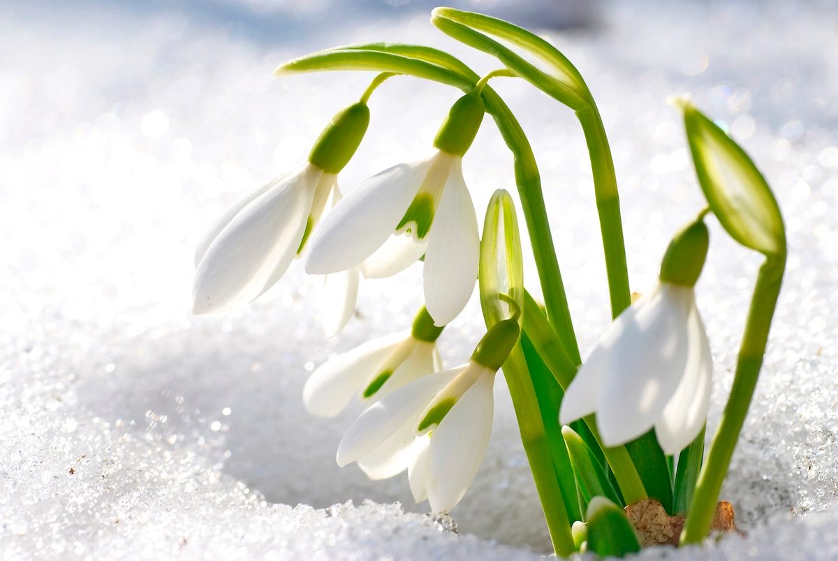 Spring Snowdrop Flowers