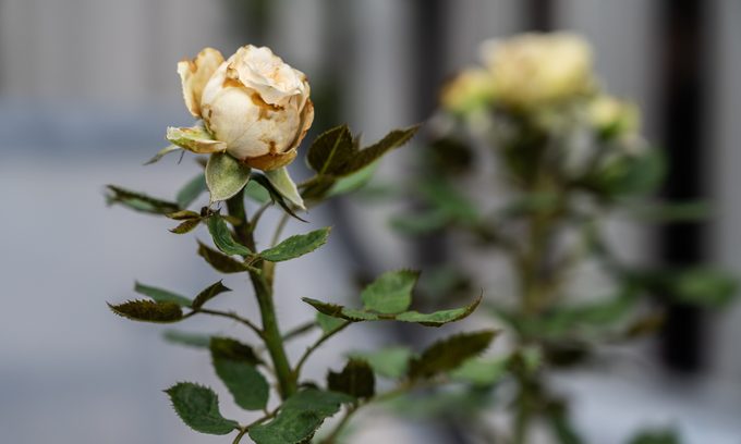 Botrytis occur on a rose bud. If you have a flower which will not open it has the fungal problem of Botrytis.