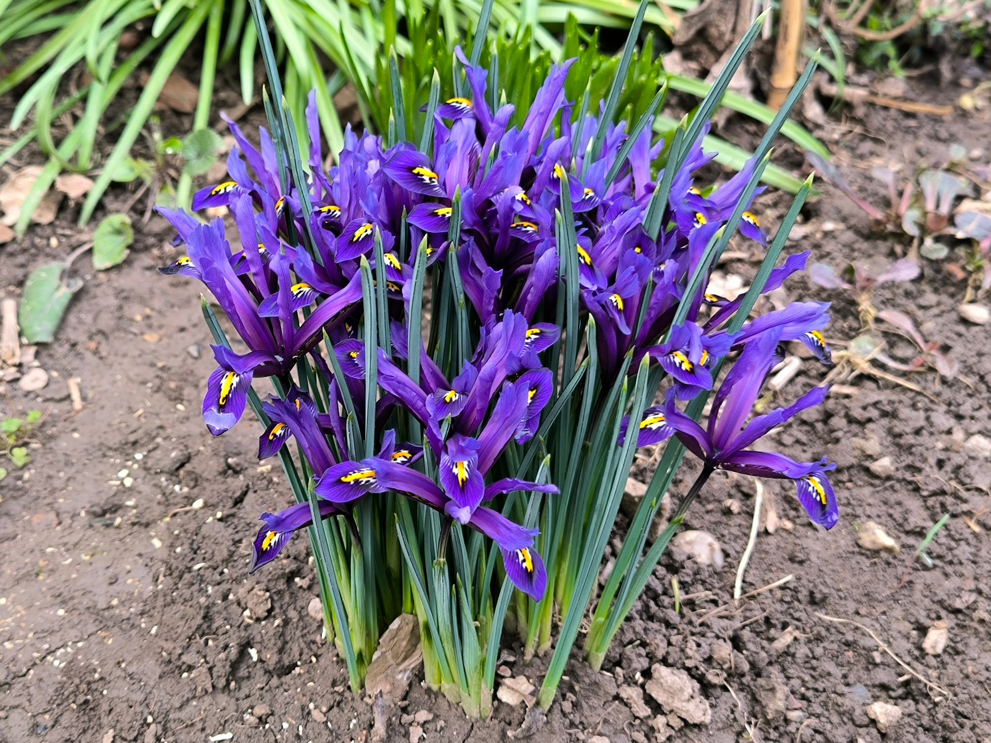dwarf iris flowers