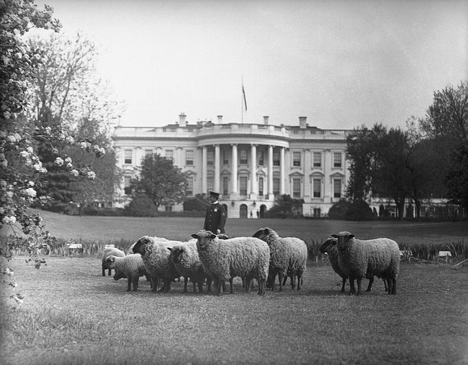 Sheep Grazing on White House Lawn