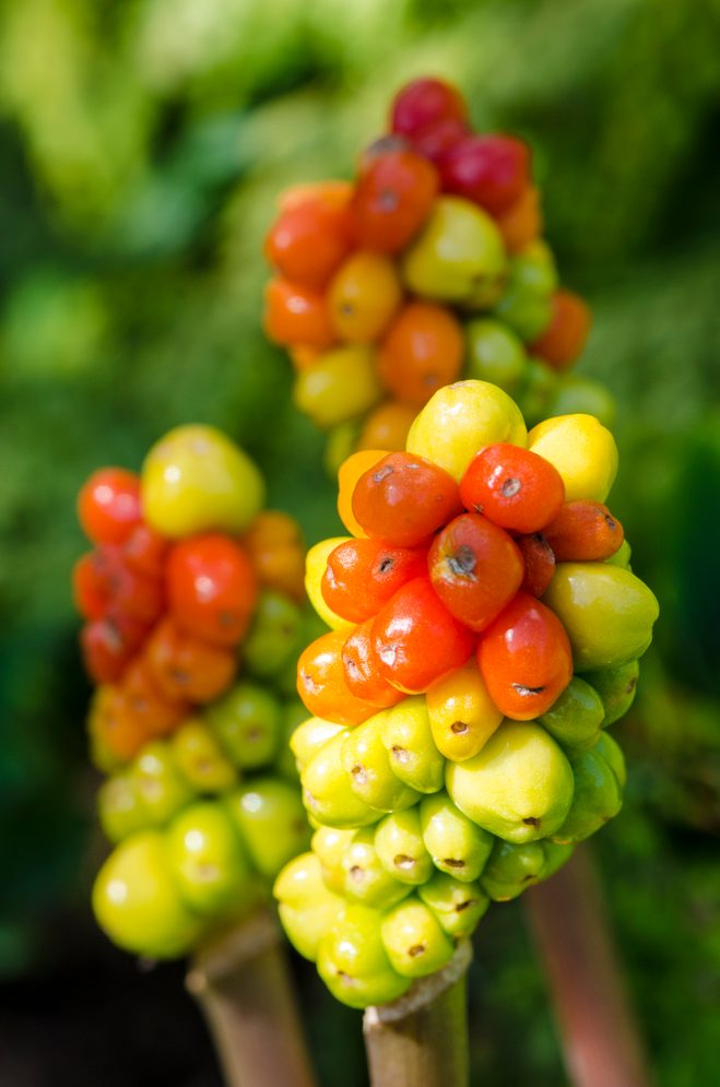 Arum italicum (Italian arum)