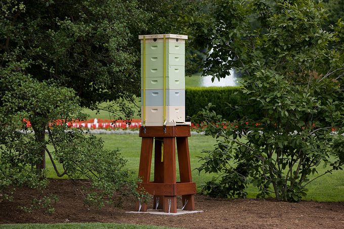 USA - Politics - White House Garden Harvest
