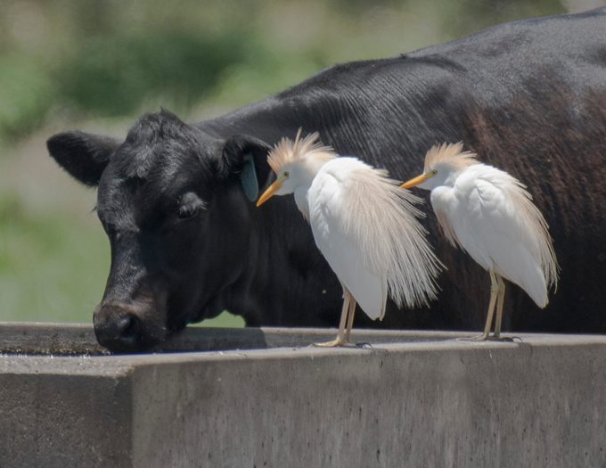 Two Cattle Egrets with a Cow at a Water Trough