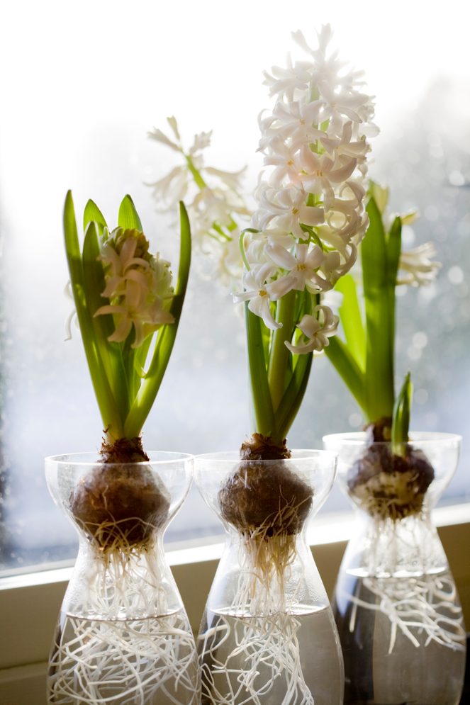 White hyacinths