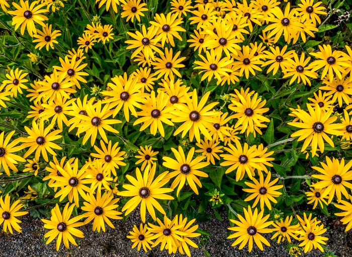 Rudbeckia (coneflowers)