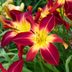 Top 10 Cold Hardy Perennials for Northern Gardeners