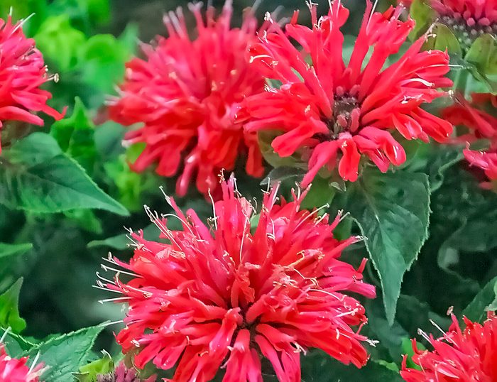 Pw Monarda Pardon My Cerise, hardy perennials