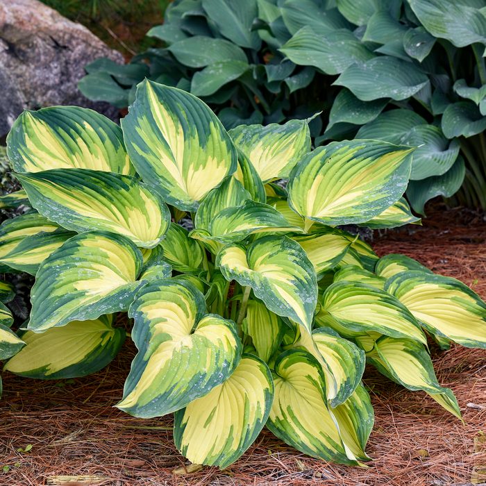 Walters Hosta My Fair Lady Pp35524 0000 High Res