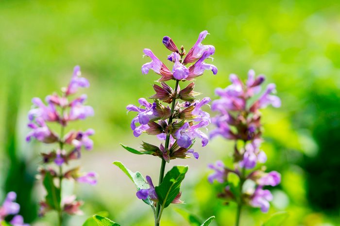 Salvia,officinalis,evergreen,healhty,subshrub,in,bloom,,violet,purple,flowering