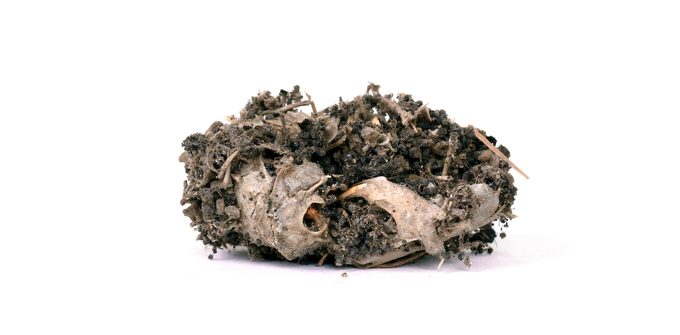 Bird,of,prey,(owl),,dropping,,mouse,skull,and,bones,,isolated