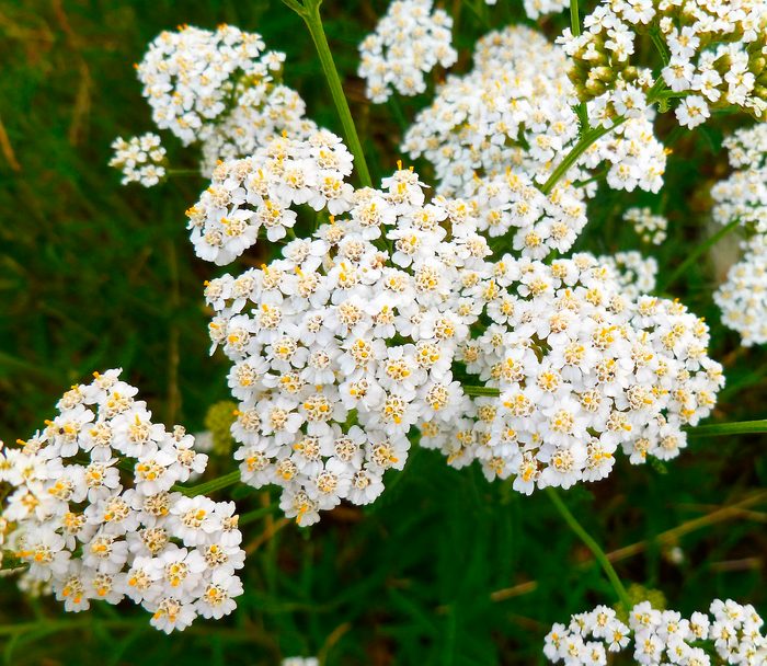 Common,yarrow,(achillea,millefolium),white,flowers,close,up,top,view, hardy perennials