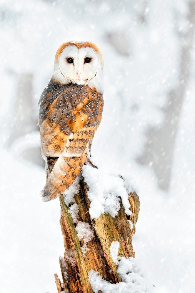 Male,barn,owl,perched,and,looking,at,the,camera,with