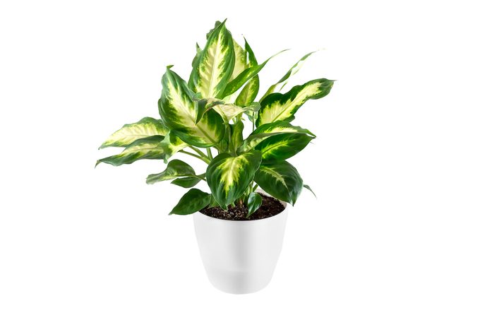 Dieffenbachia,plants,in,white,pot,isolated,on,white,background. plants toxic to dogs