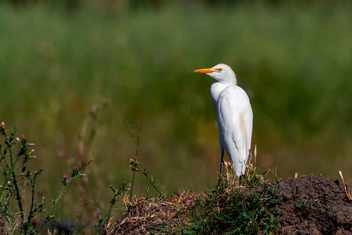 Photo,of,western,cattle,egret,taken,while,standing,on,the