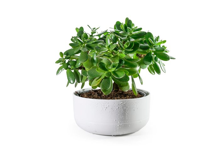 Money,tree,(crassula,ovata),succulent,plant,with,thick,leaves,potted