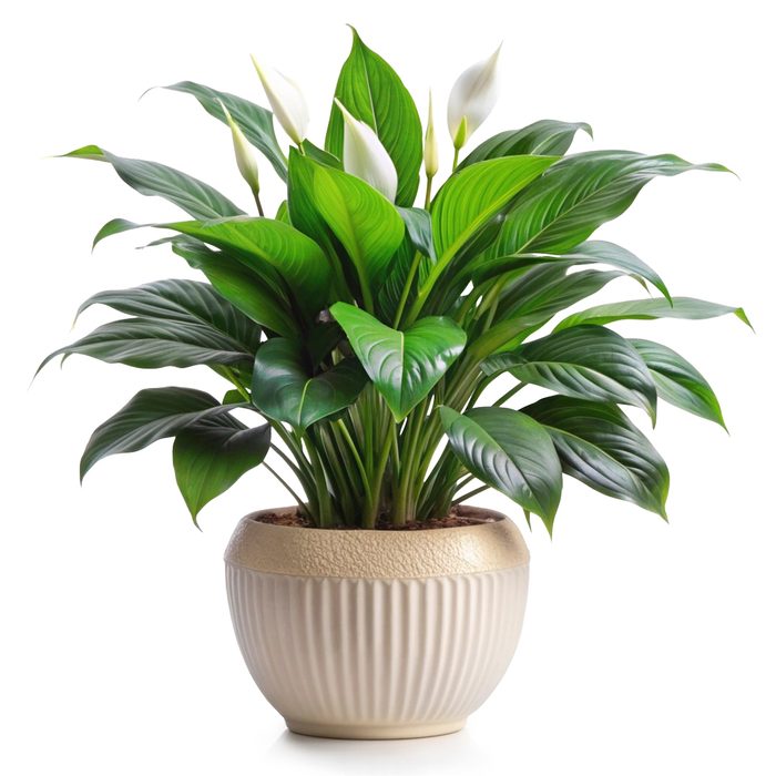 Vibrant,peace,lily,with,lush,foliage,in,a,classic,ceramic, plants toxic to dogs