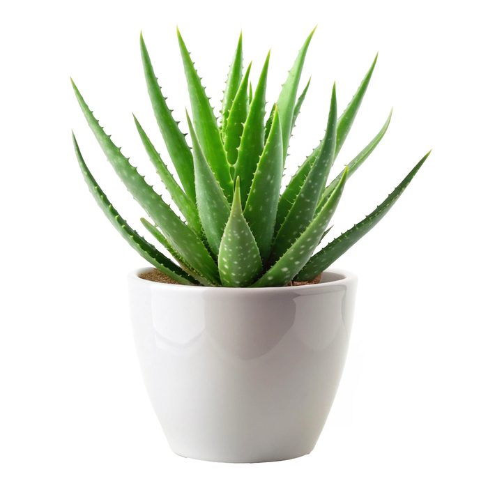Aloe,vera,plant,in,a,sleek,white,pot,centered,on, plants toxic to dogs