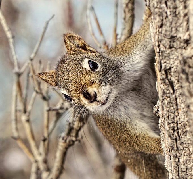 Squirrel