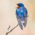 10 Fascinating Barn Swallow Facts