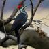 How to Identify a Pileated Woodpecker