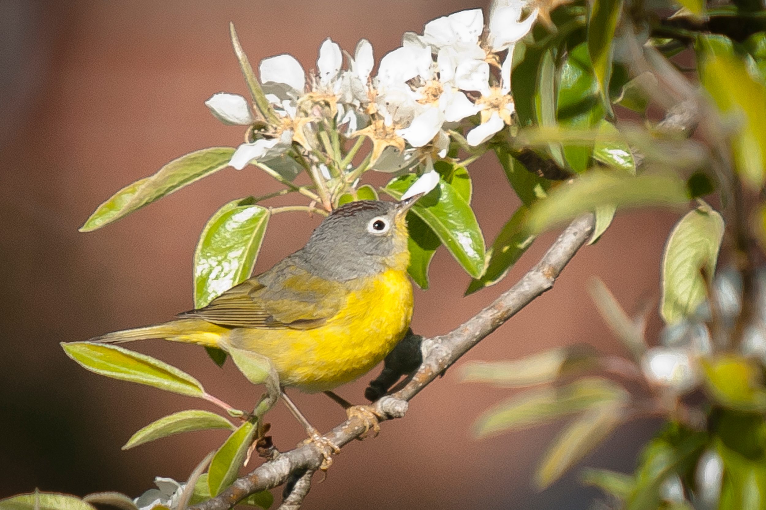 251185468 1 Tony Maziarz Bnb Bypc2020, nashville warbler